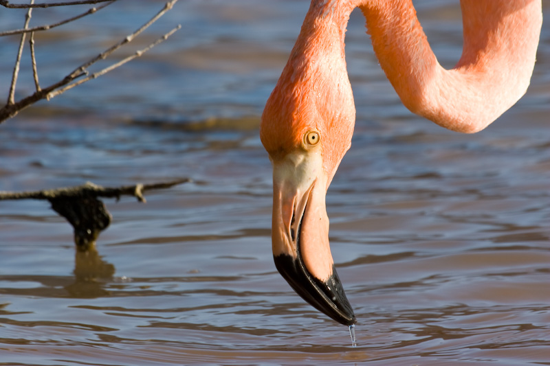 Greater Flamingo